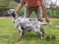 Setter Anglais BICEZIA DELLA RISERVA REALE Setter Anglais BICEZIA DELLA RISERVA REALE